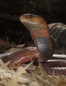 snake